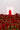 Jaspal Red Velvet Eau De Toilette